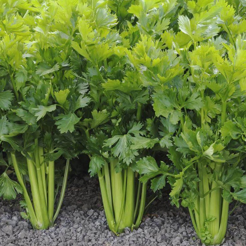 Puede incluir: Primer plano de una hilera de plantas de apio creciendo en un jard&iacute;n. Los tallos de apio son verdes y tienen un color verde claro. Las plantas est&aacute;n creciendo en un lecho de grava gris oscuro.