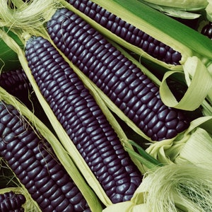 Blue Corn Seeds - Organic, Heirloom, Open Pollinated, Non GMO - Grow Indoors, Outdoors, In Pots, Grow Beds, Hydroponics & Aquaponics
