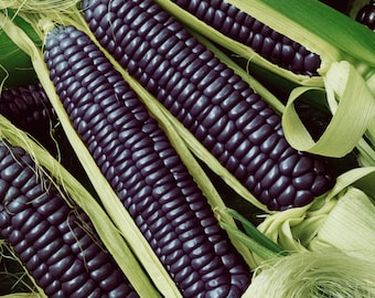 Blue Corn Organic Seeds - Heirloom, Open Pollinated, Non GMO - Grow Indoors, Outdoors, In Pots, Grow Beds, Hydroponics & Aquaponics