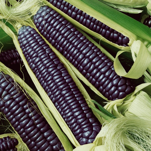 Semi biologici di mais blu - Cimelio, a impollinazione aperta, non OGM - Coltivazione all'interno, all'aperto, in vasi, letti di coltivazione, coltura idroponica e acquaponica