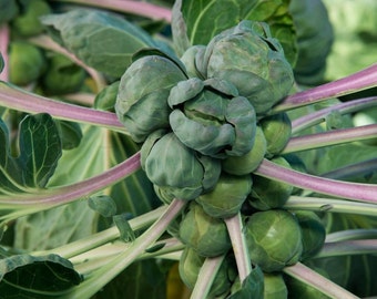 Semillas de coles de Bruselas - Orgánicas, de variedad tradicional, de polinización abierta, sin OMG - Cultivo en interiores, exteriores, en bancales, tierra, hidroponía y acuaponía.