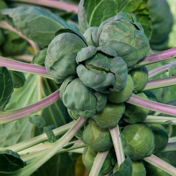 Brussel Sprouts Organic Seeds - Heirloom, Open Pollinated, Non GMO - Grow Indoors, Outdoors, In Grow Beds, Soil, Hydroponics & Aquaponics