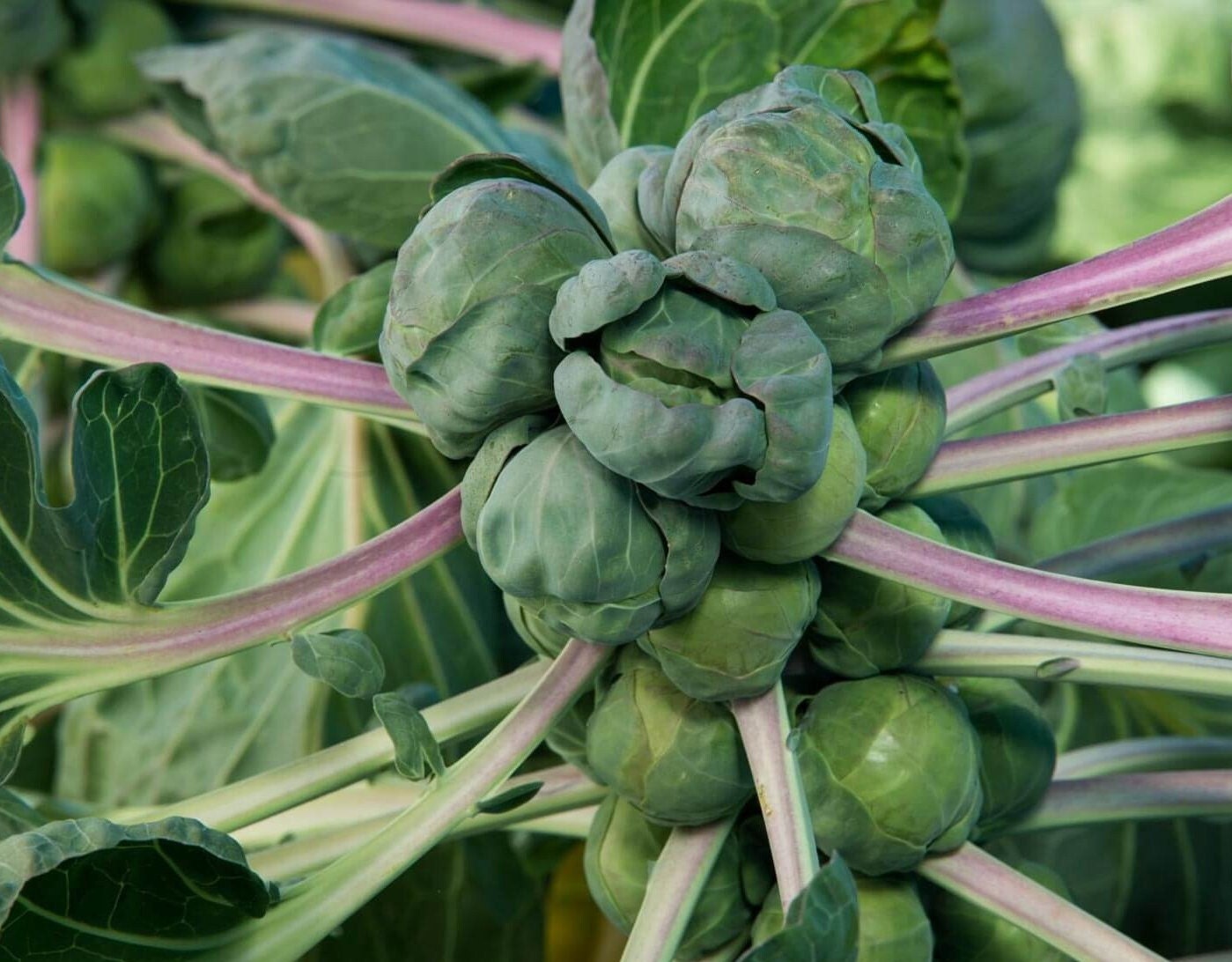 Brussel Sprouts Seeds - Organic, Heirloom, Open Pollinated, Non GMO - Grow Indoors, Outdoors, In Grow Beds, Soil, Hydroponics & Aquaponics