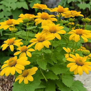 Sementes de girassol mexicano amarelo - Cultive lindas flores em ambientes internos, externos, em vasos, canteiros, solo, hidroponia e aquaponia