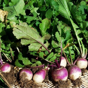 May include: A close-up of a group of purple and white turnip root vegetables with green leafy tops. The turnips are arranged on a woven basket surface.