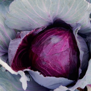 May include: A close-up of a red cabbage with purple-red leaves. The cabbage is tightly packed and has a smooth, shiny surface.