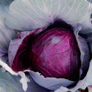 Red Cabbage Organic Seeds - Heirloom, Open Pollinated, Non GMO - Grow Indoors, Outdoors, In Pots, Grow Beds, Soil, Hydroponics & Aquaponics