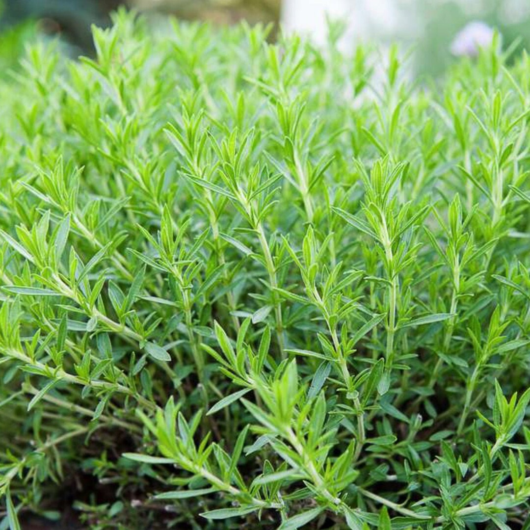 Tarragon Organic Seeds Heirloom, Open Pollinated, Non GMO Grow Indoors, Outdoors, in Pots, Grow