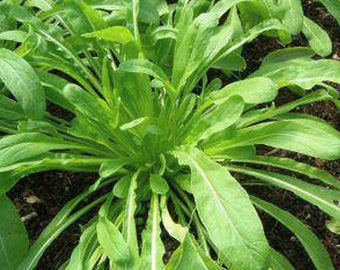 Chinese Cabbage Seeds - Organic, Heirloom, Open Pollinated, Non GMO - Grow Indoors, Outdoors, In Pots, Grow Beds, Hydroponics & Aquaponics