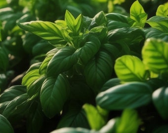 Basil Organic Seeds - Heirloom, Open Pollinated, Non GMO - Grow Indoors, Outdoors, In Pots, Grow Beds, Soil, Hydroponics & Aquaponics