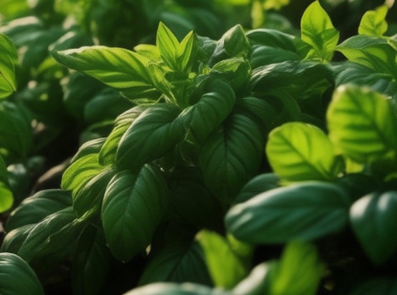 Basil Seeds - Organic, Heirloom, Open Pollinated, Non GMO - Grow Indoors, Outdoors, In Pots, Grow Beds, Soil, Hydroponics & Aquaponics