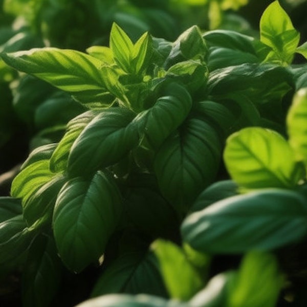 Basil Organic Seeds - Heirloom, Open Pollinated, Non GMO - Grow Indoors, Outdoors, In Pots, Grow Beds, Soil, Hydroponics & Aquaponics