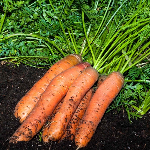 Carrot Seeds - Organic, Heirloom, Open Pollinated, Non GMO - Grow Indoors, Outdoors, In Pots, Grow Beds, Soil, Hydroponics & Aquaponics