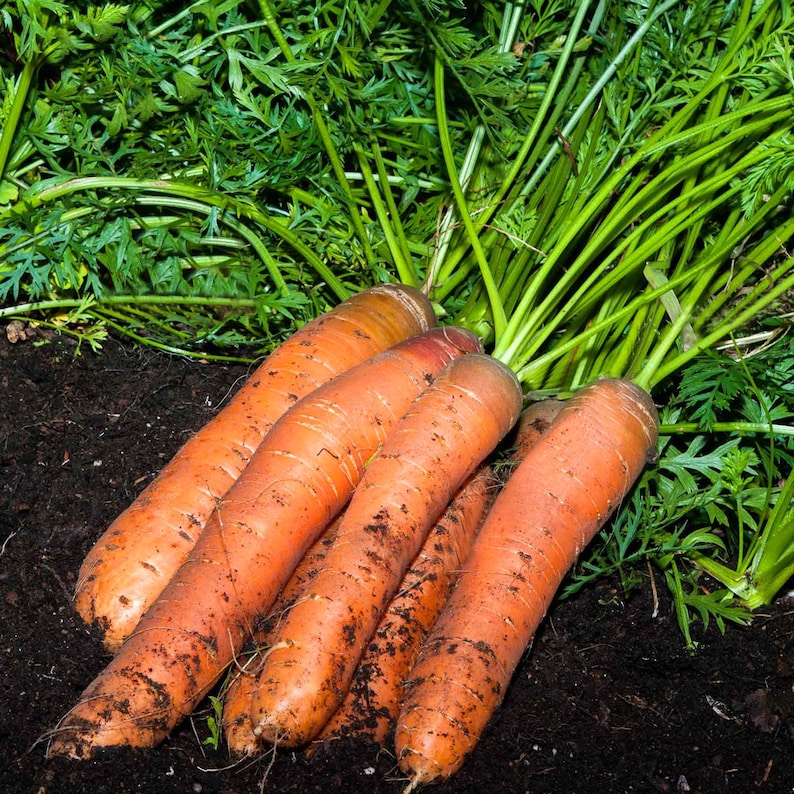 Carrot Organic Seeds Heirloom, Open Pollinated, Non GMO Grow Indoors, Outdoors, In Pots, Grow Beds, Soil, Hydroponics & Aquaponics image 1