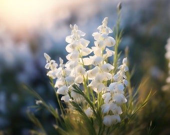 Cream Wild Indigo Flower Seeds - Grow Beautiful Flowers Indoors, Outdoors, In Pots, Grow Beds, Soil, Hydroponics & Aquaponics