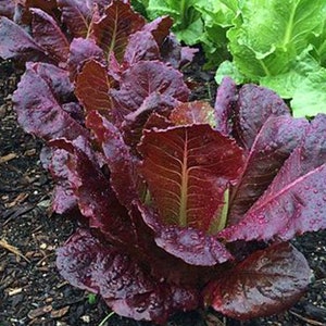 Red Romaine Lettuce Organic Seeds Heirloom, Open Pollinated, Non GMO Grow Indoors, Outdoors, In Grow Beds, Soil, Hydroponics, Aquaponics image 2