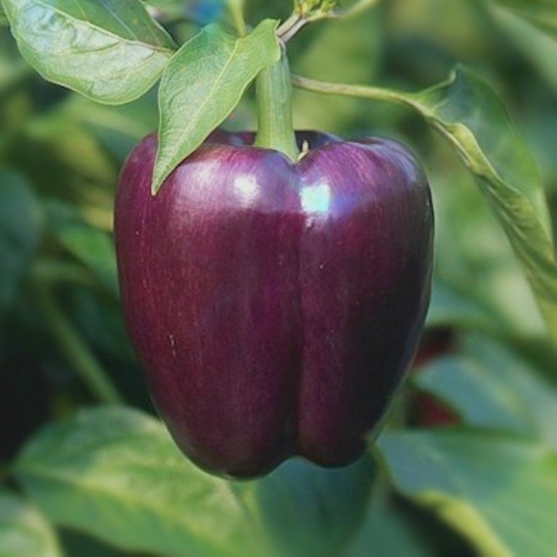 May include: A deep purple bell pepper hanging from a vine with green leaves.
