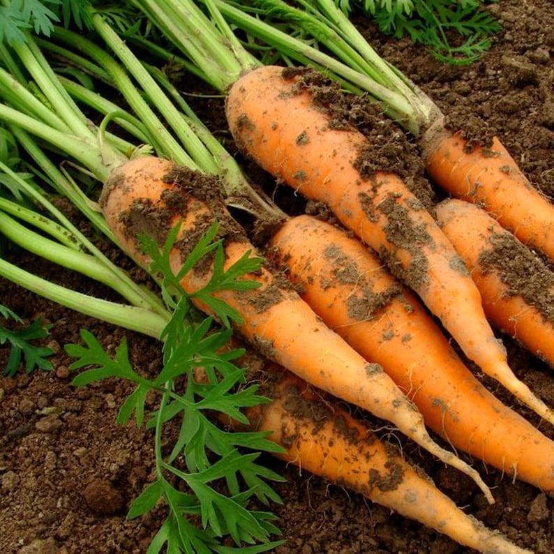 May include: A bunch of freshly harvested carrots with green tops, covered in dirt, lying on the ground.