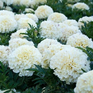 White Marigold Flower Seeds - Grow Beautiful Flowers Indoors, Outdoors, In Pots, Grow Beds, Soil, Hydroponics & Aquaponics