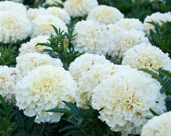 White Marigold Flower Seeds - Grow Beautiful Flowers Indoors, Outdoors, In Pots, Grow Beds, Soil, Hydroponics & Aquaponics