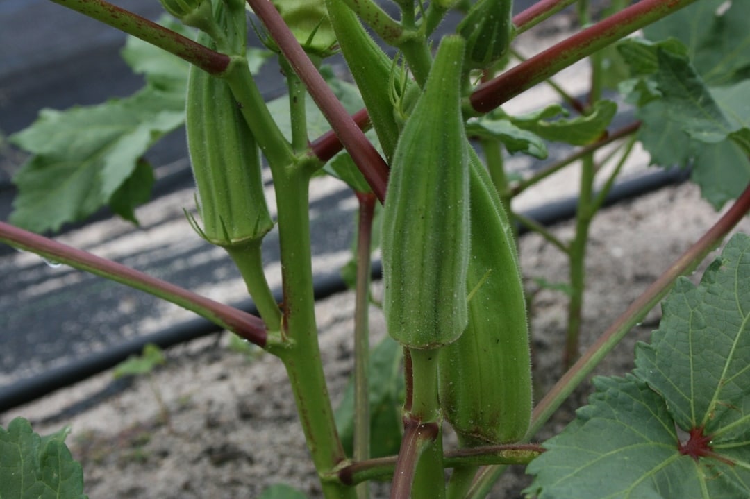 Semillas orgánicas de okra reliquia, polinización abierta, sin OGM