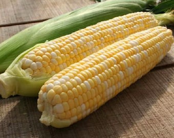 Corn Seeds - Organic, Heirloom, Open Pollinated, Non GMO - Grow Indoors, Outdoors, In Pots, Grow Beds, Soil, Hydroponics & Aquaponics