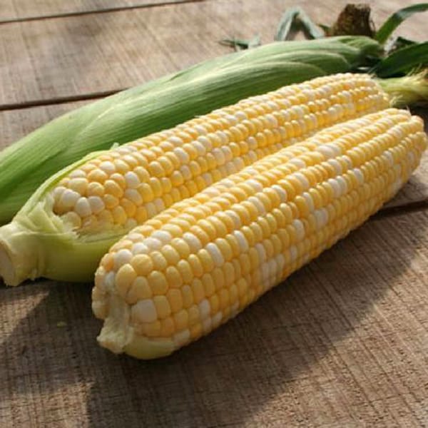 Corn Organic Seeds - Heirloom, Open Pollinated, Non GMO - Grow Indoors, Outdoors, In Pots, Grow Beds, Soil, Hydroponics & Aquaponics