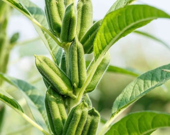 Sesame Seeds - Organic, Heirloom, Open Pollinated, Non GMO - Grow Indoors, Outdoors, In Pots, Grow Beds, Soil, Hydroponics & Aquaponics
