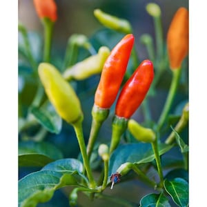 Tabasco Pepper Seeds - biologisch, erfstuk, open bestoven, niet-ggo-vrij - binnen en buiten kweken, potten, kweekbedden, aarde, hydrocultuur en aquacultuur