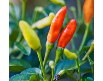 Semi di peperoncino Tabasco - Biologici, varietà antiche, a impollinazione aperta, non OGM - Coltivabili in interni, esterni, vasi, aiuole, terreno, idroponica e acquaponica
