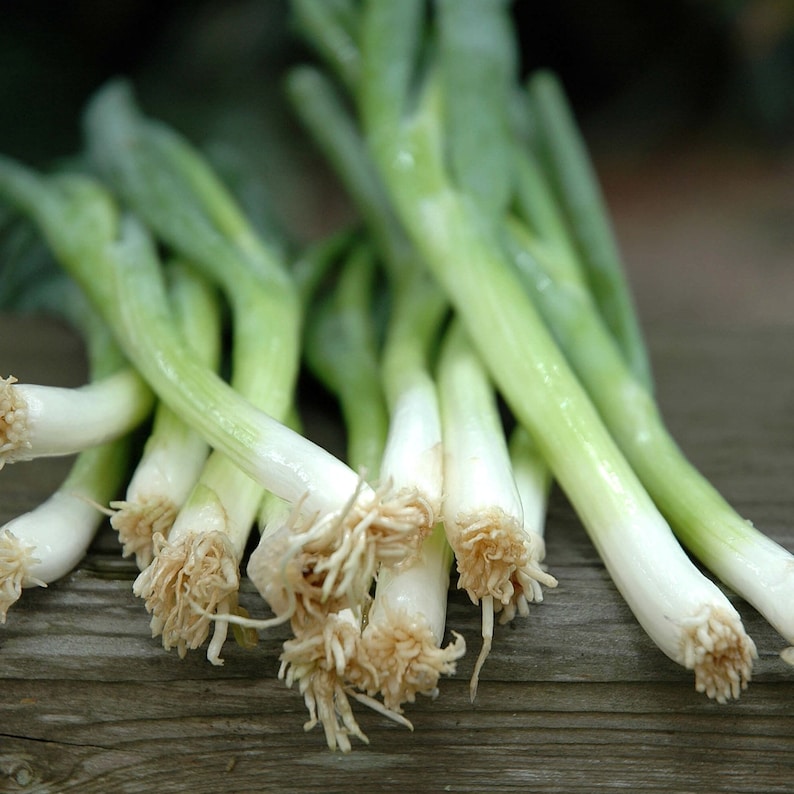 Może przedstawiać: Pęczek zielonych szczypiork&oacute;w z białymi cebulkami i korzeniami. Szczypiorek ułożony jest wachlarzowo na drewnianej powierzchni.