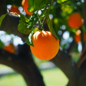 Orange Seeds - Heirloom, Open Pollinated, Non GMO - Grow Indoors, Outdoors, In Pots, Grow Beds, Soil, Hydroponics & Aquaponics