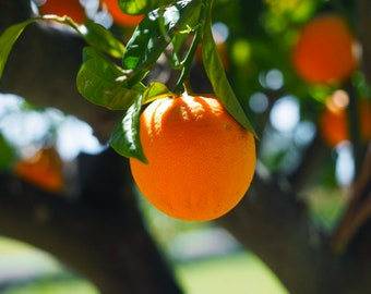 Orange Seeds - Heirloom, Open Pollinated, Non GMO - Grow Indoors, Outdoors, In Pots, Grow Beds, Soil, Hydroponics & Aquaponics