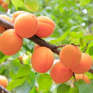 Apricot Tree Organic Seeds - Heirloom, Open Pollinated, Non GMO - Grow Indoors, Outdoors, In Pots, Grow Beds, Soil, Hydroponics & Aquaponics