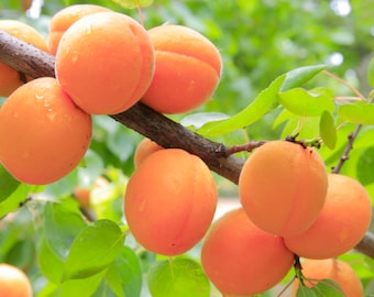 Apricot Seeds - Organic, Heirloom, Open Pollinated, Non GMO - Grow Indoors, Outdoors, In Pots, Grow Beds, Soil, Hydroponics & Aquaponics