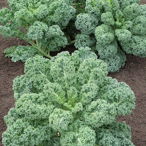 May include: Close-up of a patch of vibrant green kale growing in a garden. The leaves are large and ruffled, with a slightly bluish-green hue.
