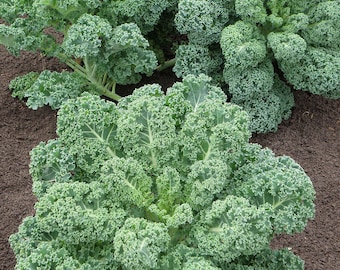 Kale Seeds - Organic, Heirloom, Open Pollinated, Non GMO - Grow Indoors, Outdoors, In Pots, Grow Beds, Soil, Hydroponics & Aquaponics