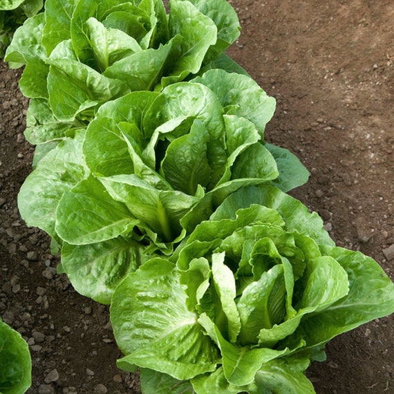 Romaine Lettuce Seeds for Hydroponics or Planting an Indoor or Outdoors Vegetable Garden 1000 Heirloom Seed Packet! 