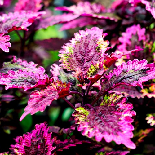 Coleus Rainbow Mix Seeds - Grow Beautiful Flowers Indoors, Outdoors, In Pots, Grow Beds, Soil, Hydroponics & Aquaponics
