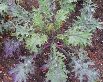 Red Russian Kale Organic Seeds - Heirloom, Open Pollinated, Non GMO - Grow Indoors, Outdoors, In Pots, Grow Beds, Hydroponics & Aquaponics