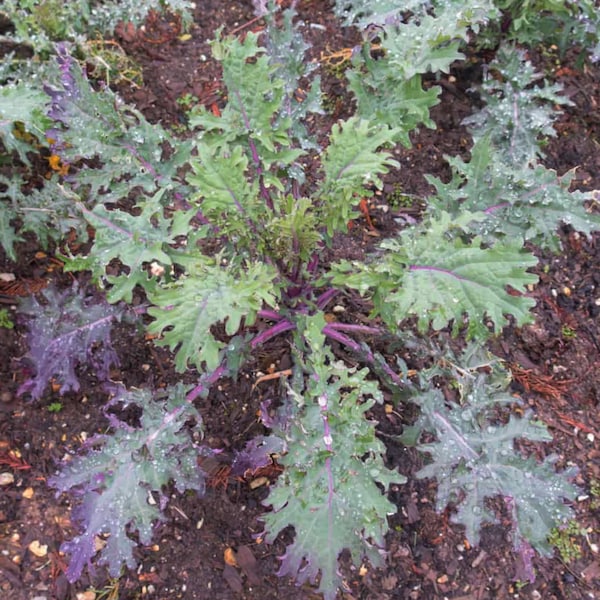 Red Russian Kale Organic Seeds - Heirloom, Open Pollinated, Non GMO - Grow Indoors, Outdoors, In Pots, Grow Beds, Hydroponics & Aquaponics