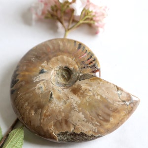 Large Opalized Ammonite Fossil