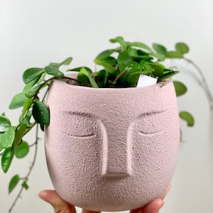 May include: A pink face-shaped planter with a trailing plant growing inside. The planter has a textured surface and sculpted eyes, nose, and mouth.
