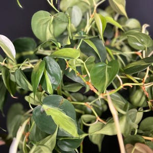 Brasil Philodendron House Plant cuttings