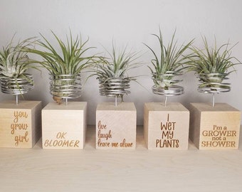 Humorous Engraved Wooden Air Plant Stands - cheeky puns and adult humour