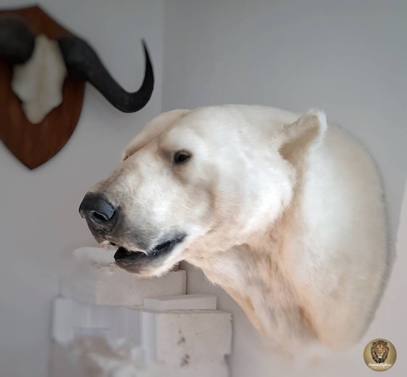 Reion Polar Bear Faux Taxidermy, Fake Polar Bear Rug With Head