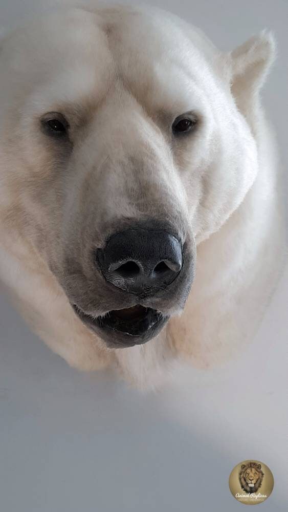 polar bear mount for sale
