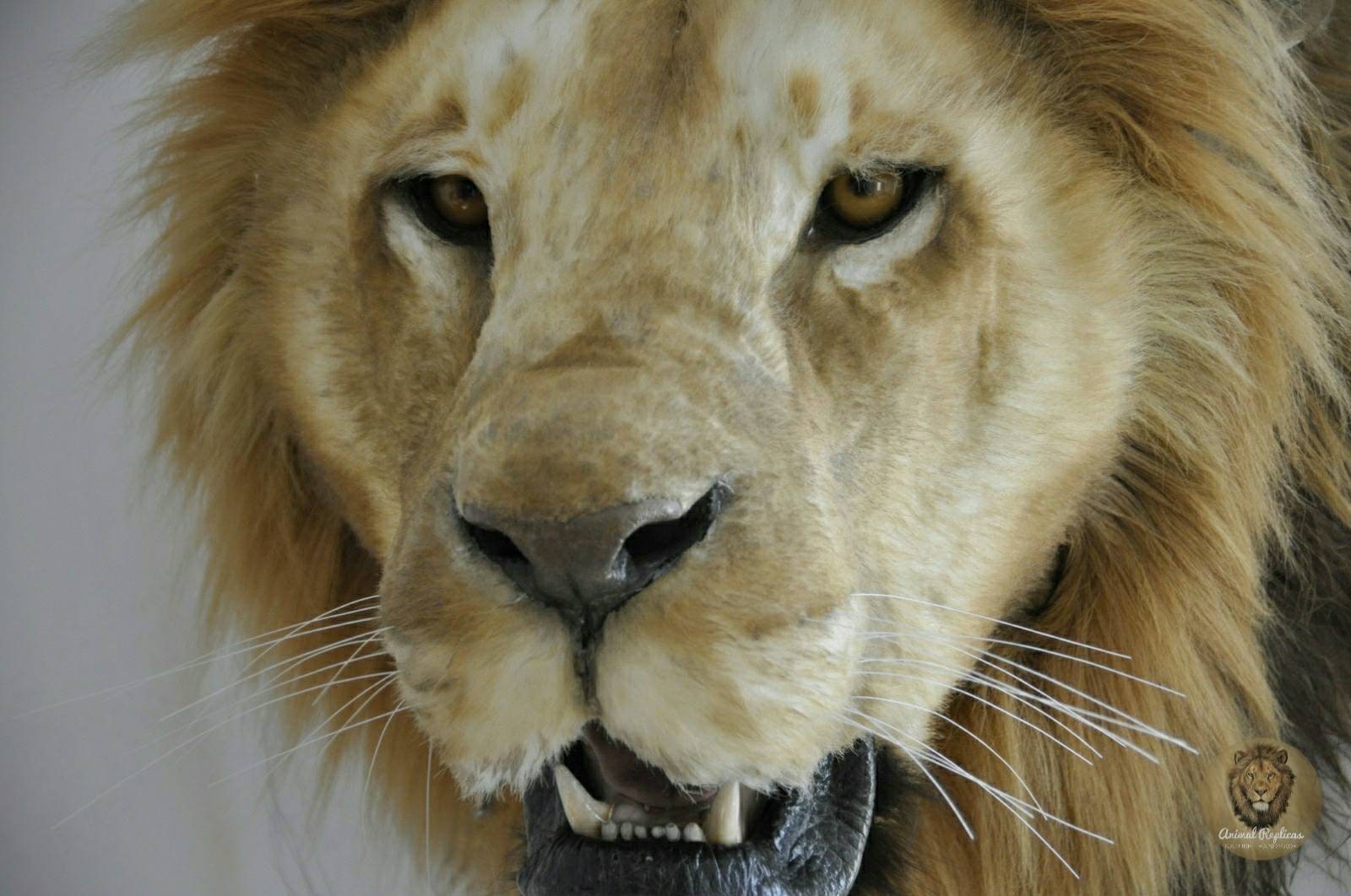 African Lion Taxidermy for sale Only 4 left at 75