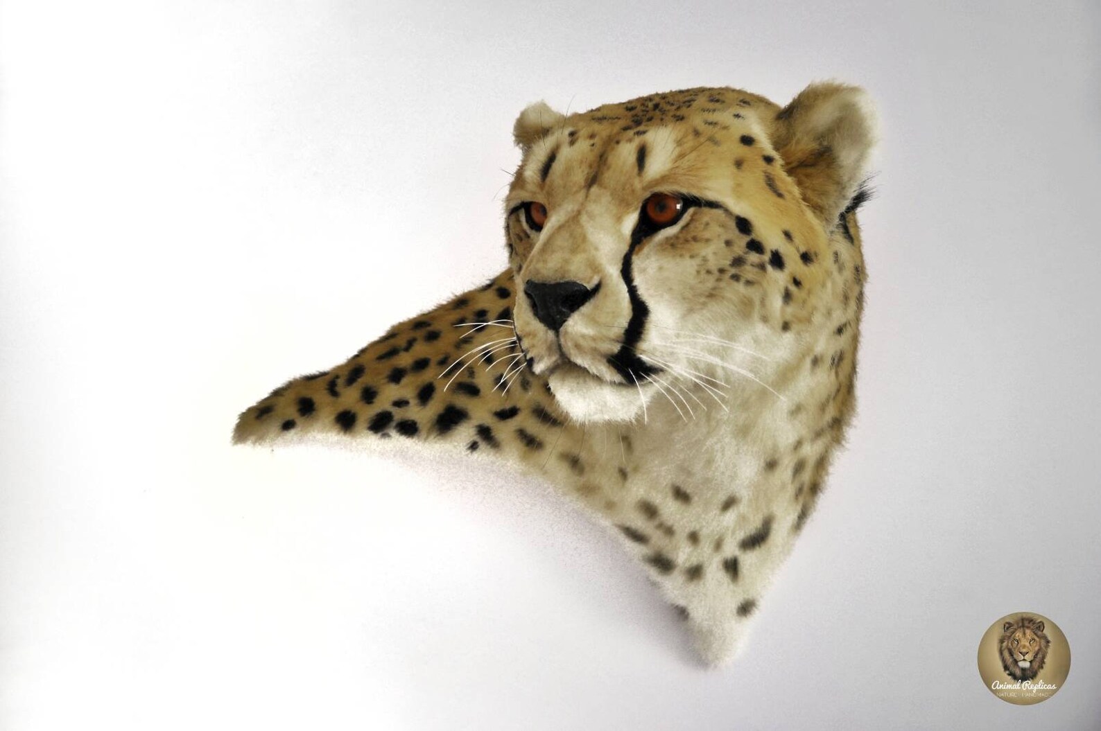Reproductie Cheetah Head Taxidermy Mount Etsy