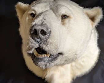 polar bear head mount
